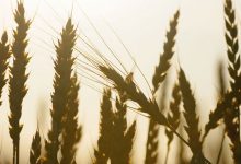 Фото - Россия может отправить на экспорт рекордные 4,4 млн тонн пшеницы в октябре